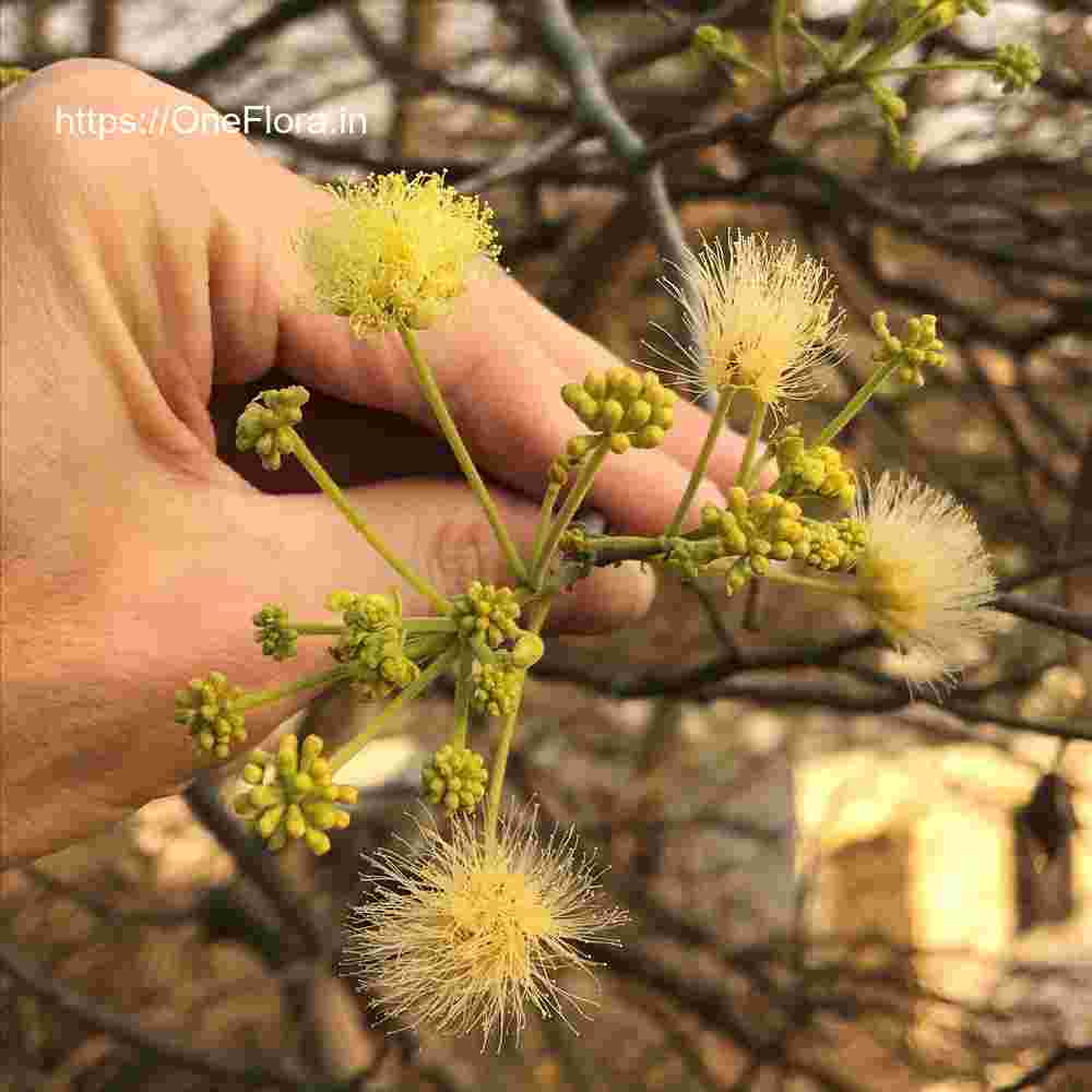 Albizia amara