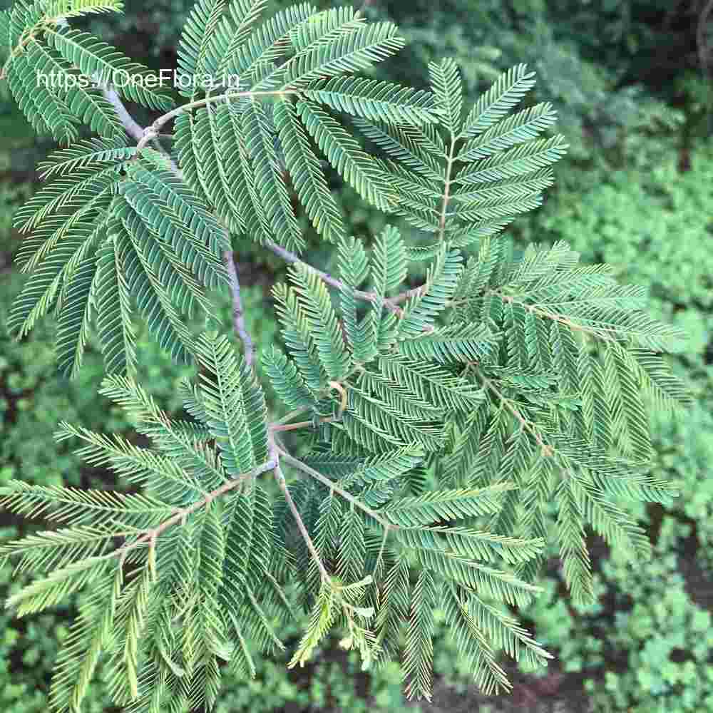 Albizia amara