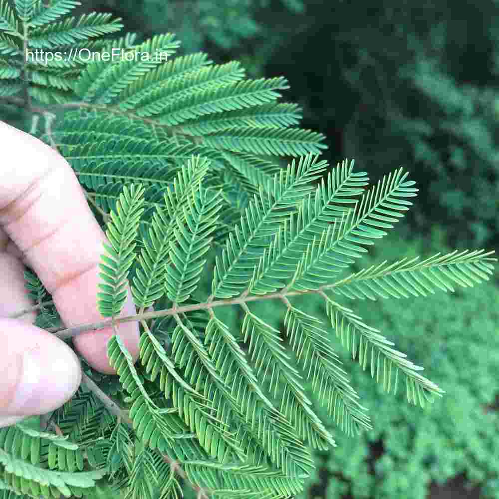 Albizia amara