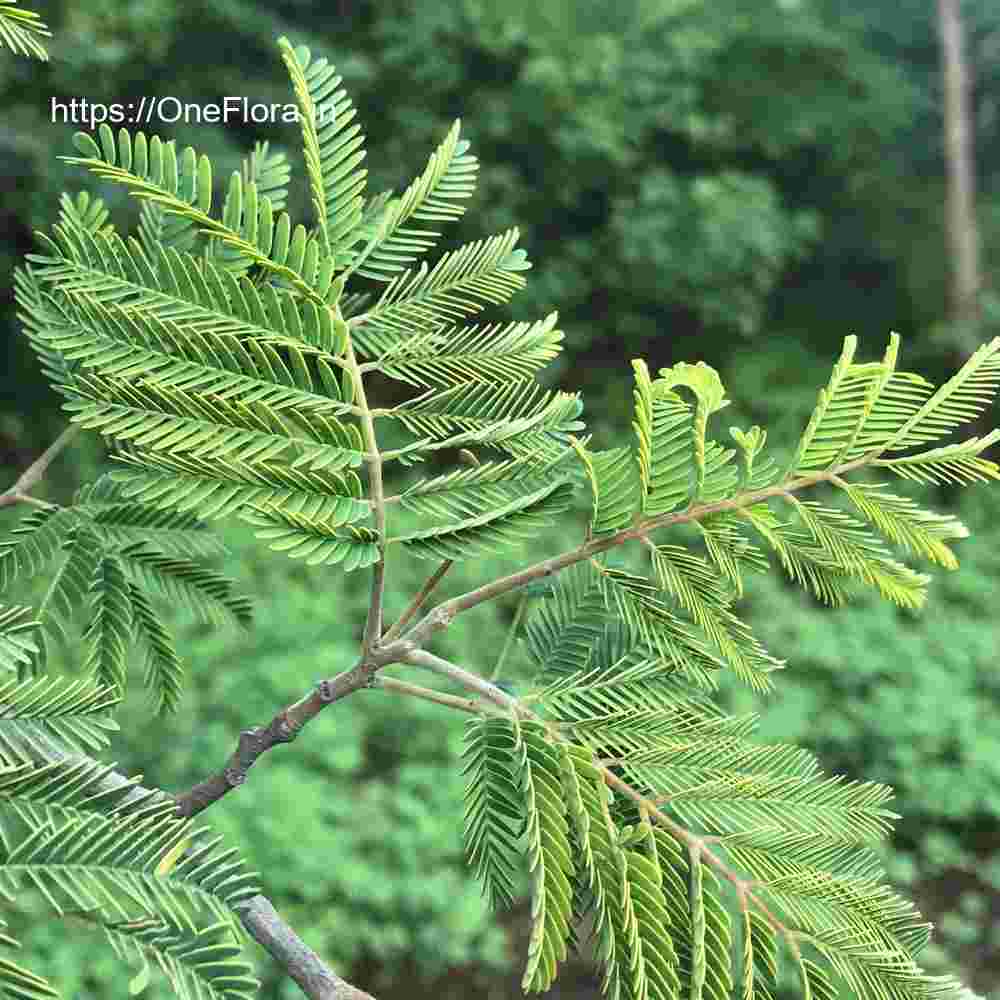 Albizia amara