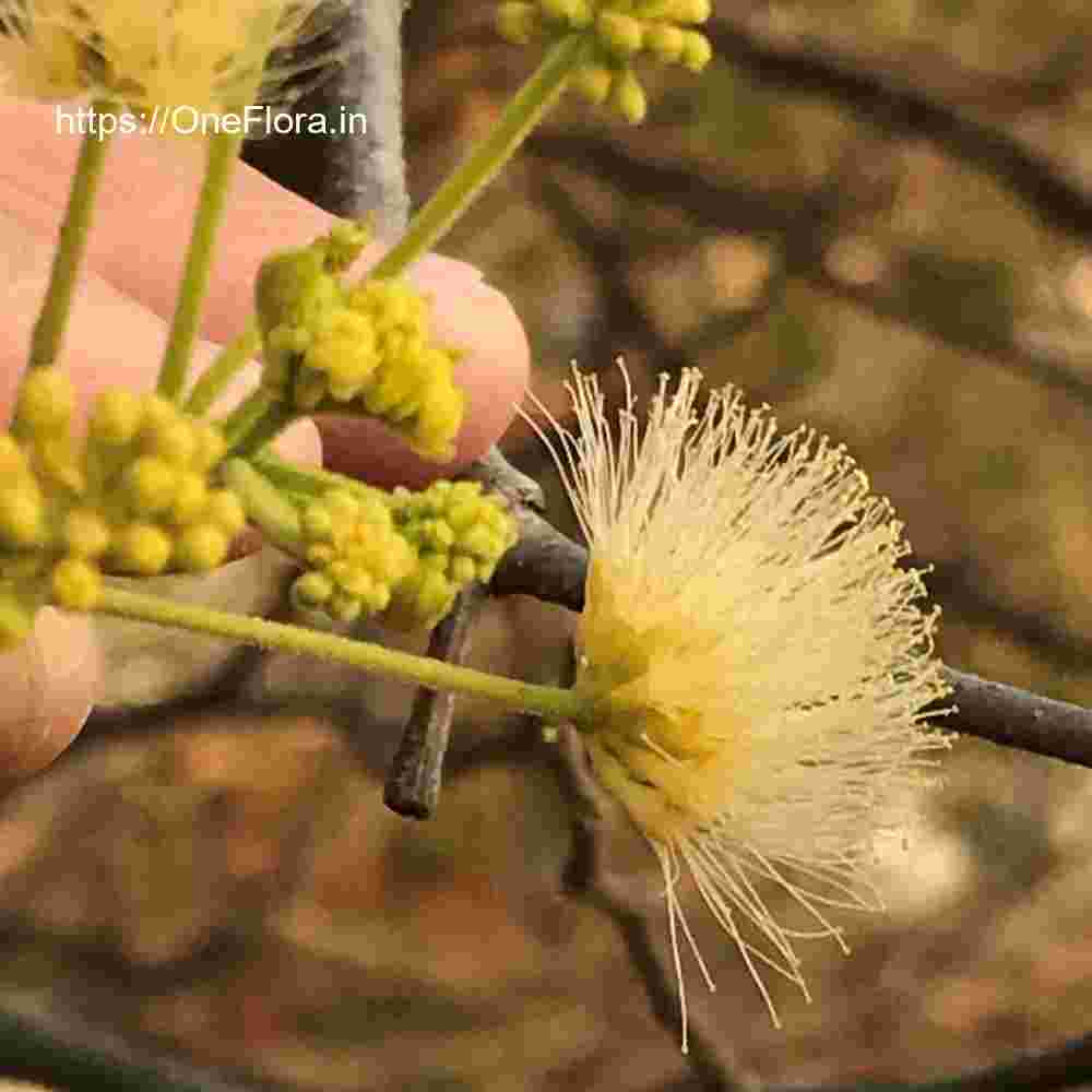 Albizia amara