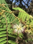 Albizia chinensis