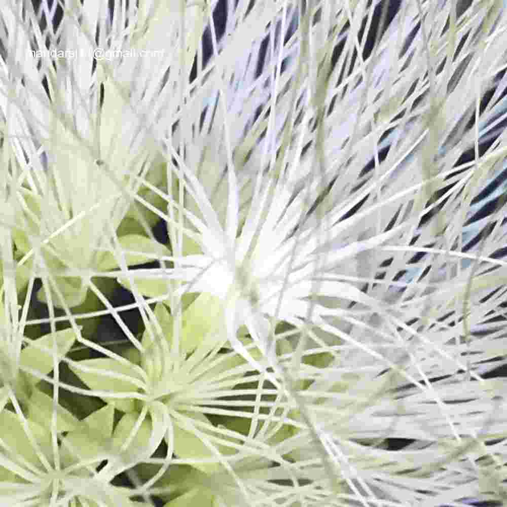 Albizia lebbeck