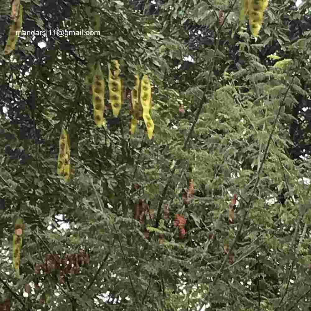 Albizia lebbeck