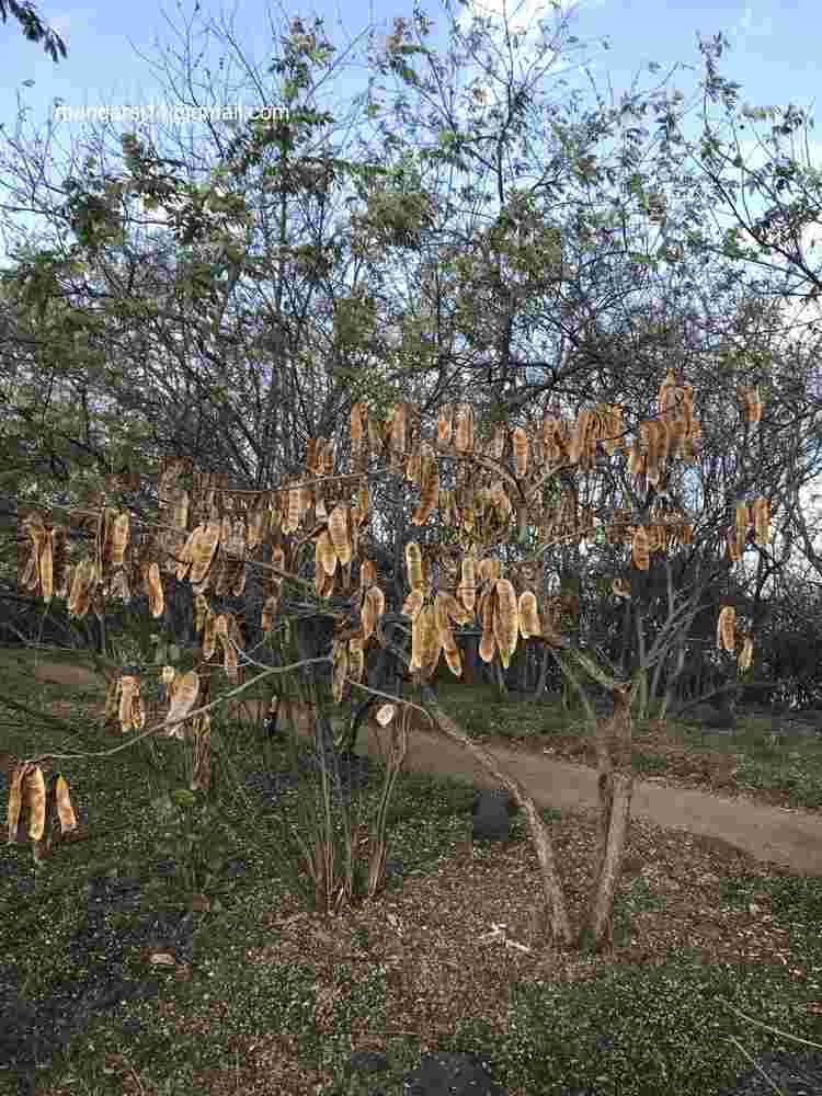 Albizia lebbeck