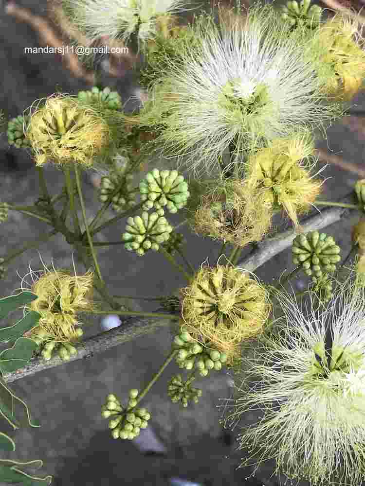 Albizia lebbeck