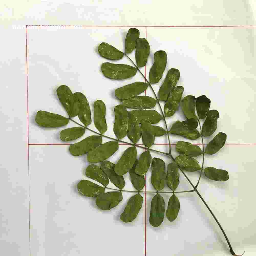 Albizia lebbeck