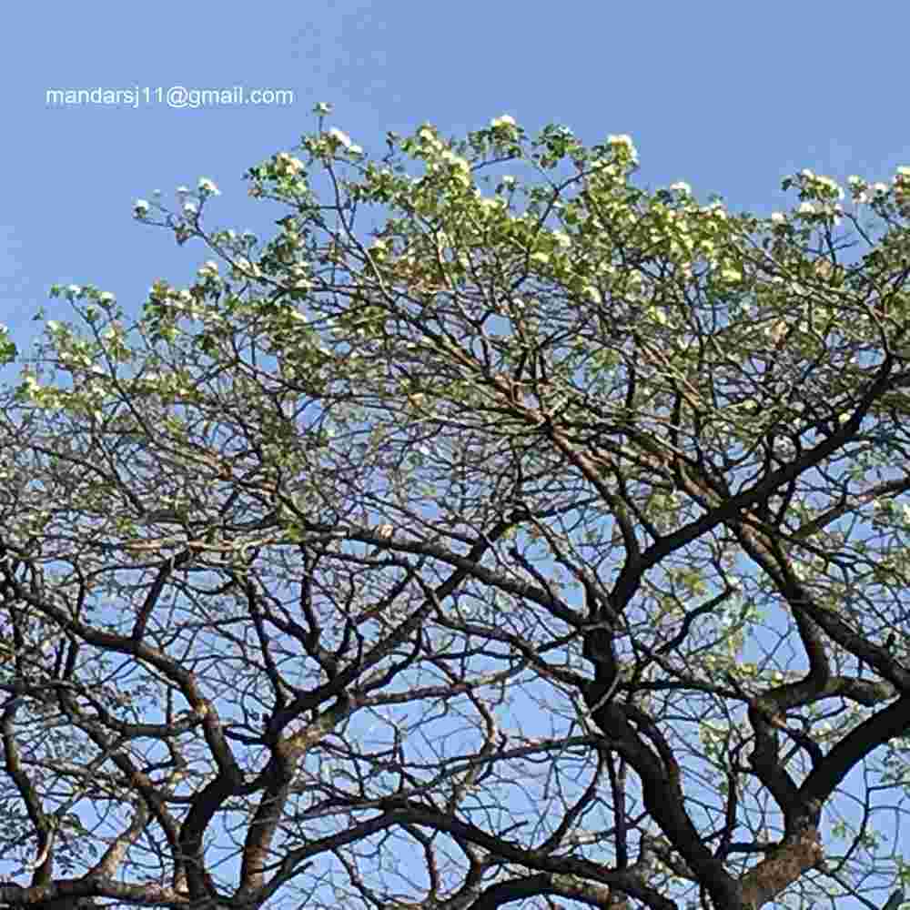 Albizia lebbeck