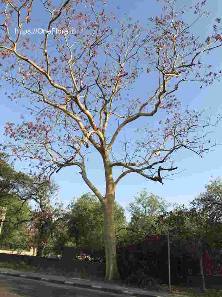 Albizia procera