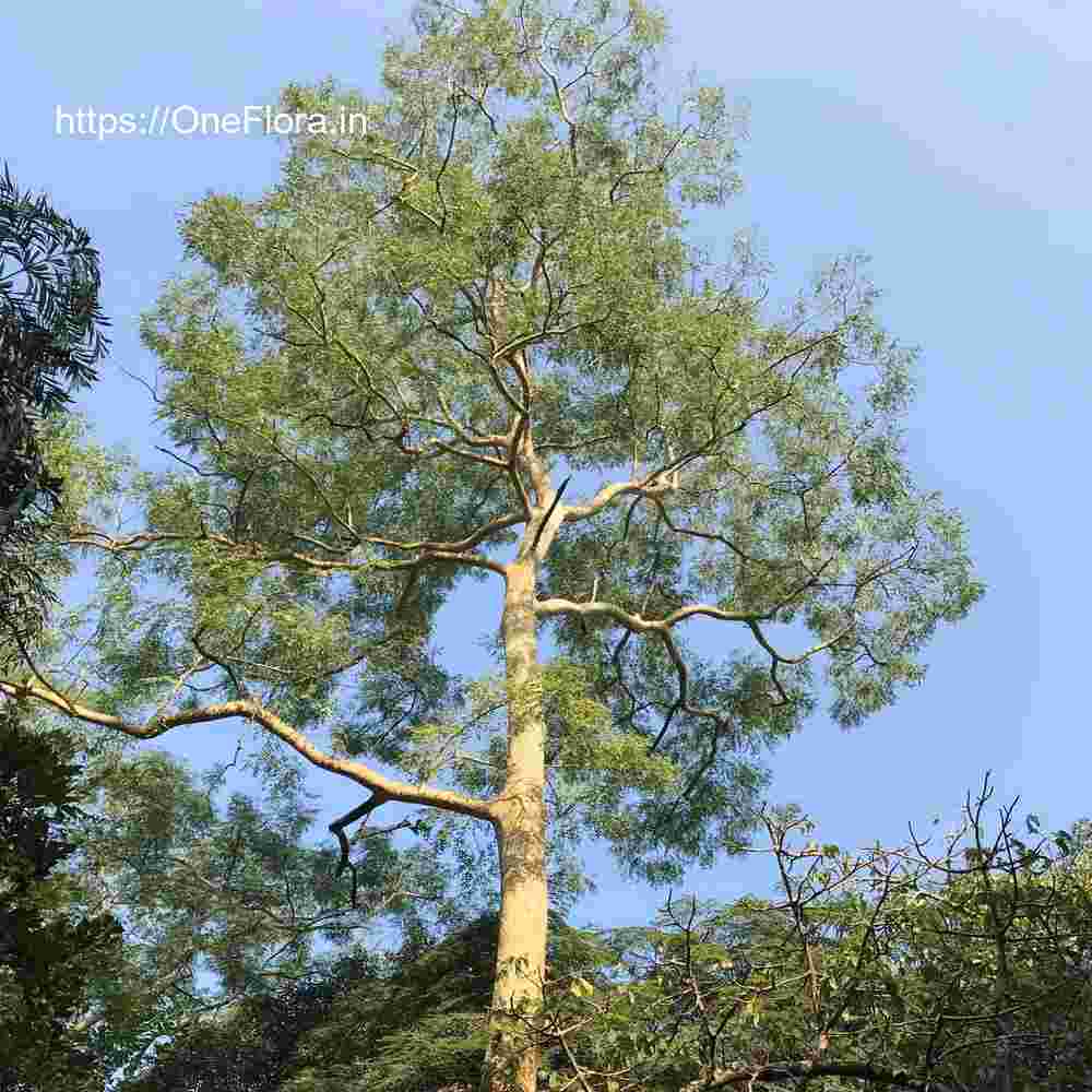 Albizia procera