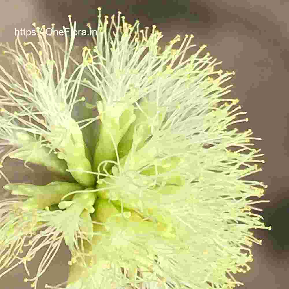 Albizia procera