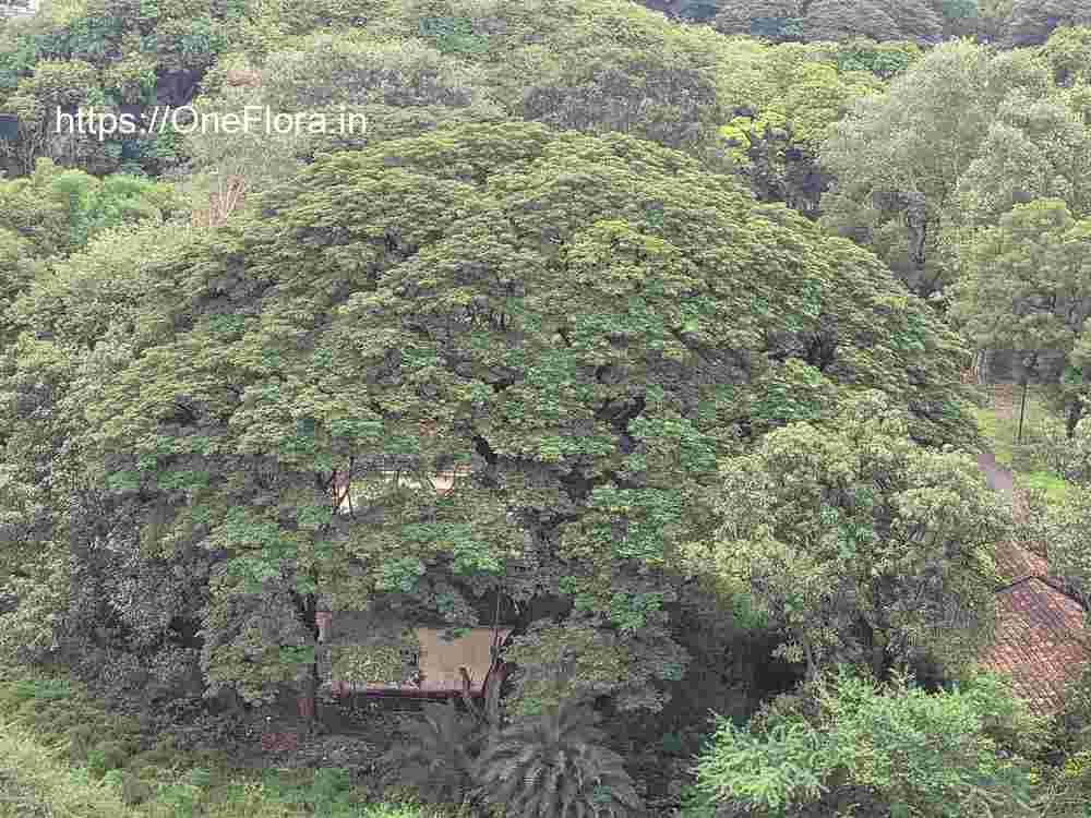 Albizia saman