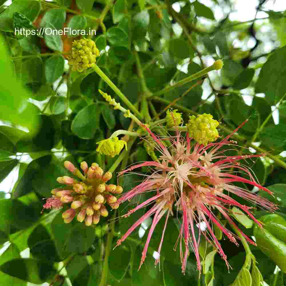 Albizia saman