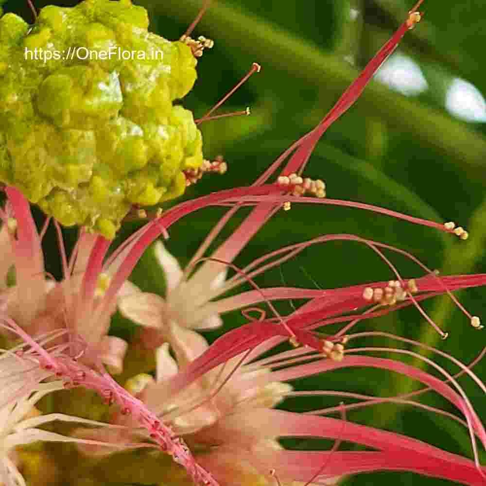 Albizia saman