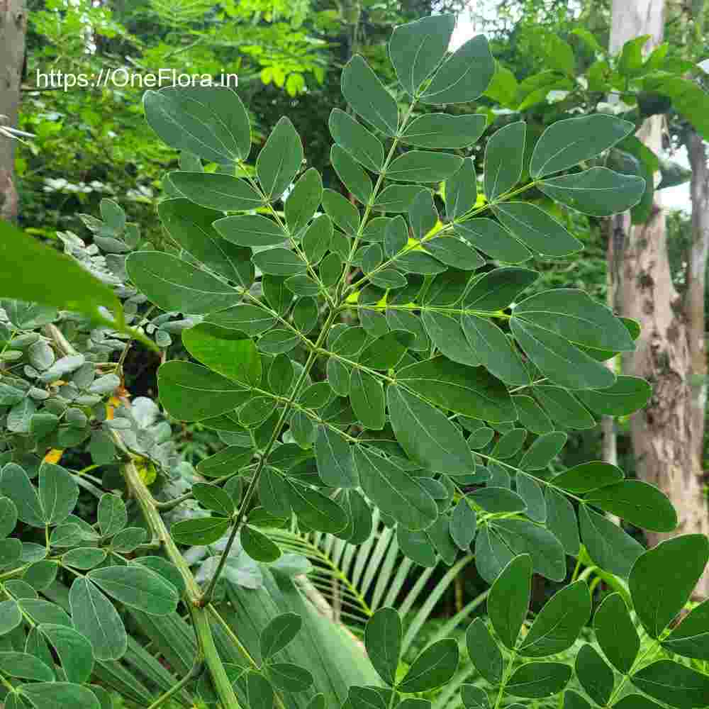 Albizia saman