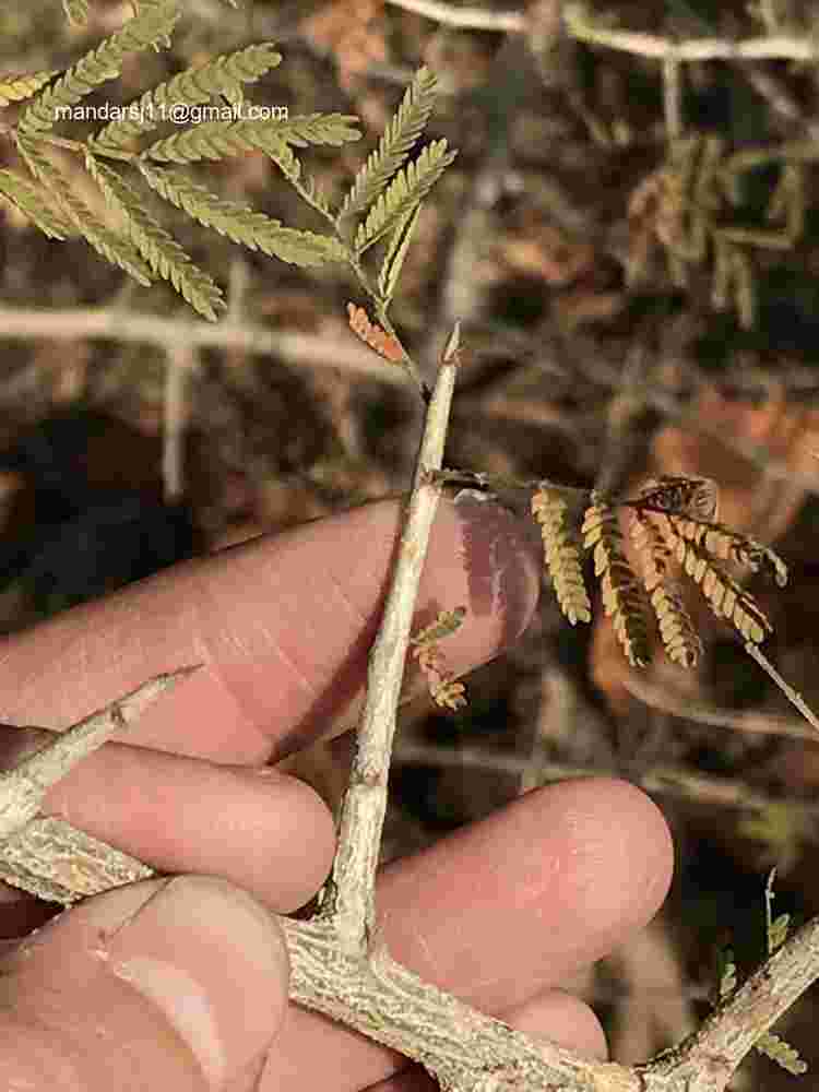 Dichrostachys cinerea