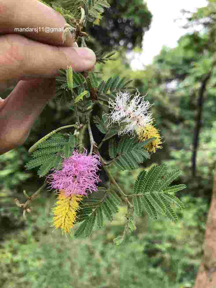 Dichrostachys cinerea