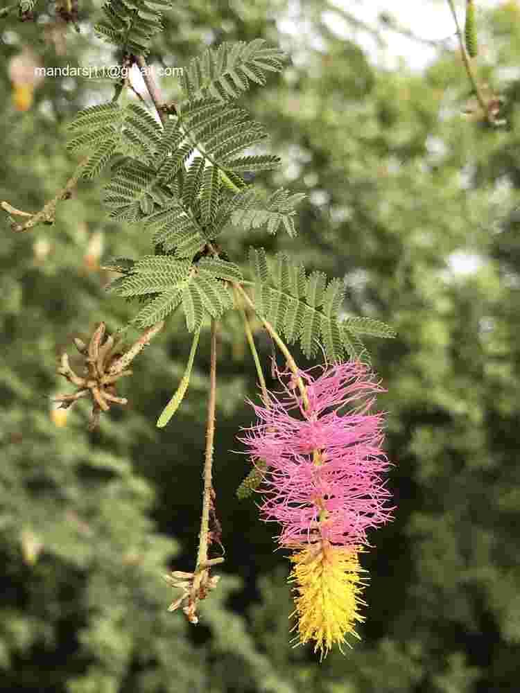 Dichrostachys cinerea