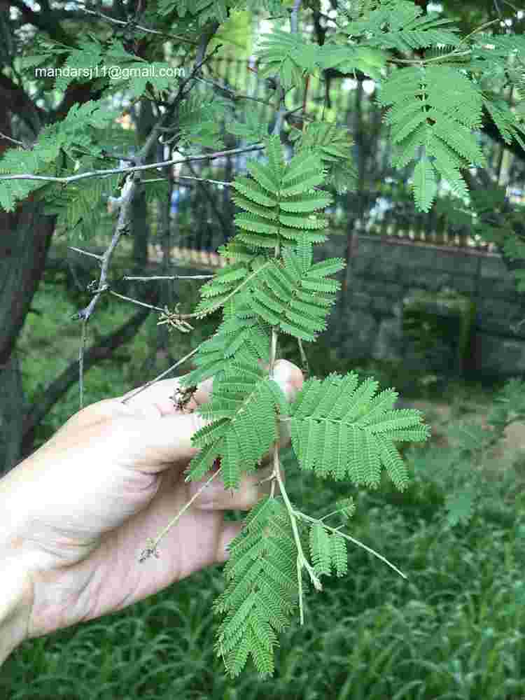 Dichrostachys cinerea