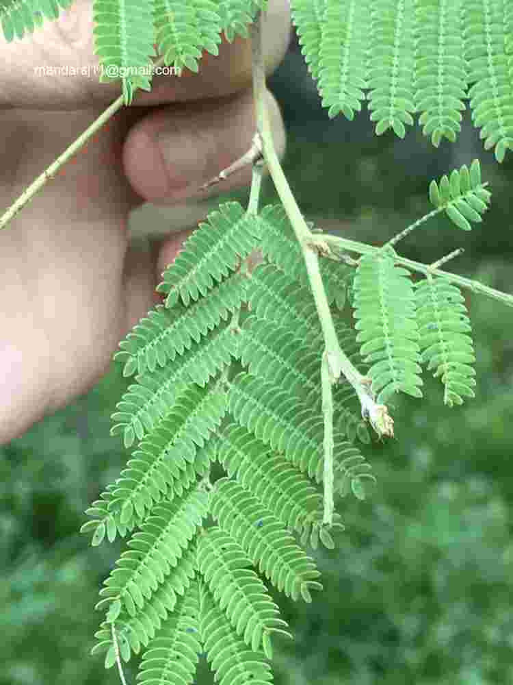 Dichrostachys cinerea