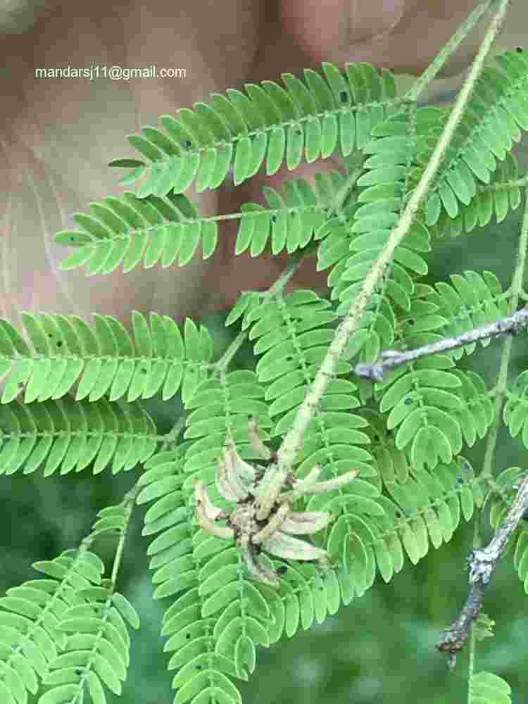 Dichrostachys cinerea