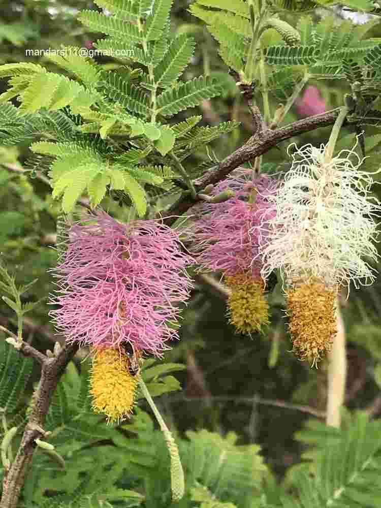 Dichrostachys cinerea