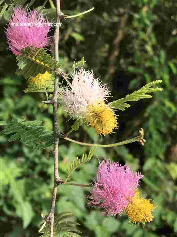 Dichrostachys cinerea