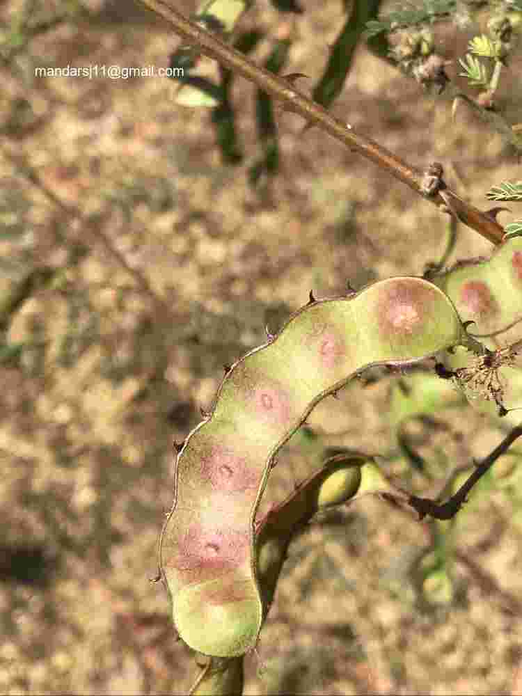 Mimosa hamata