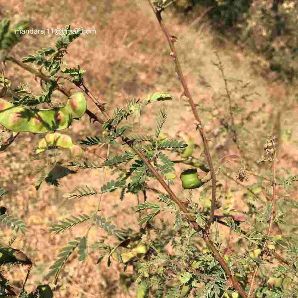 Mimosa hamata