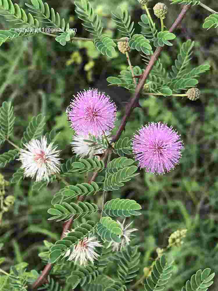 Mimosa hamata