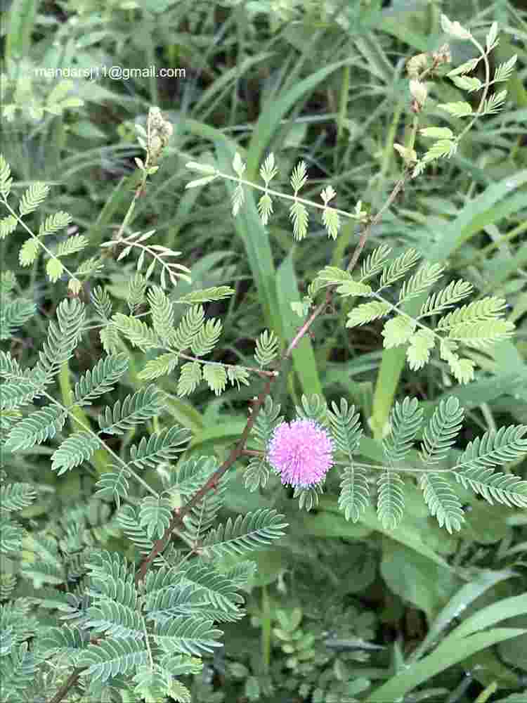 Mimosa hamata