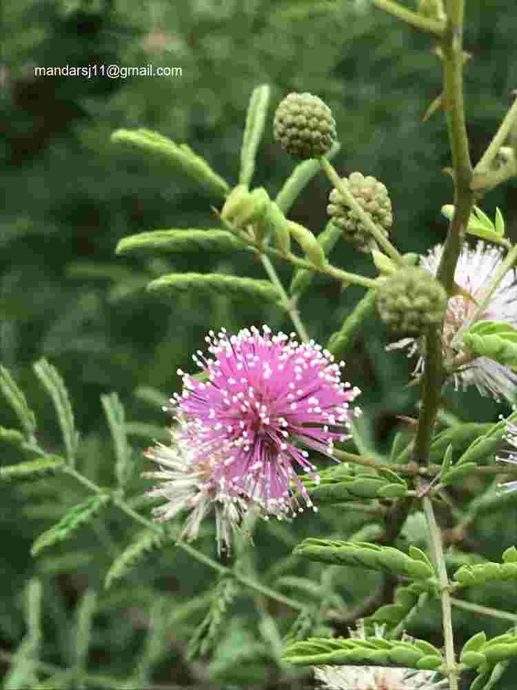 Mimosa hamata