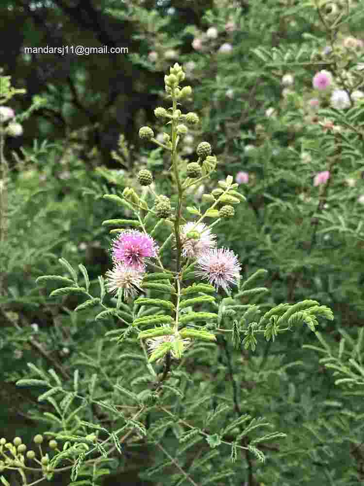 Mimosa hamata