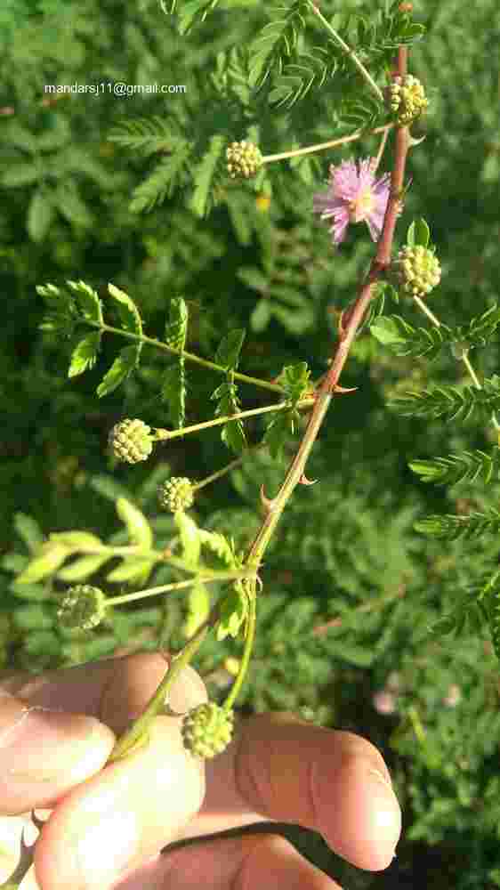 Mimosa hamata