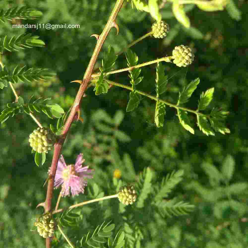 Mimosa hamata