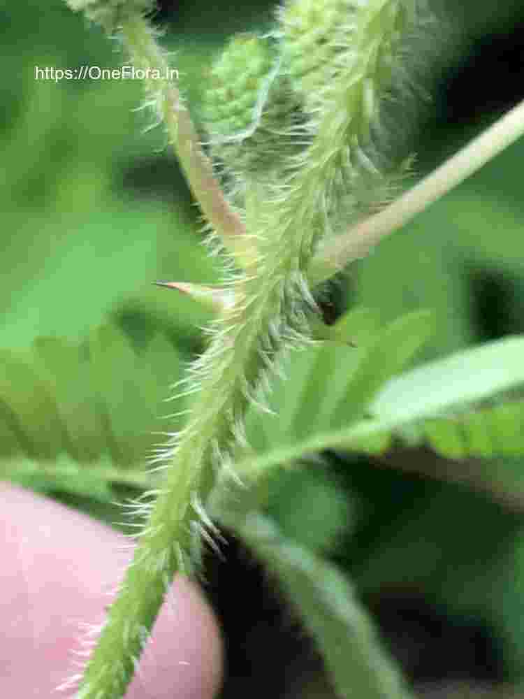 Mimosa pudica