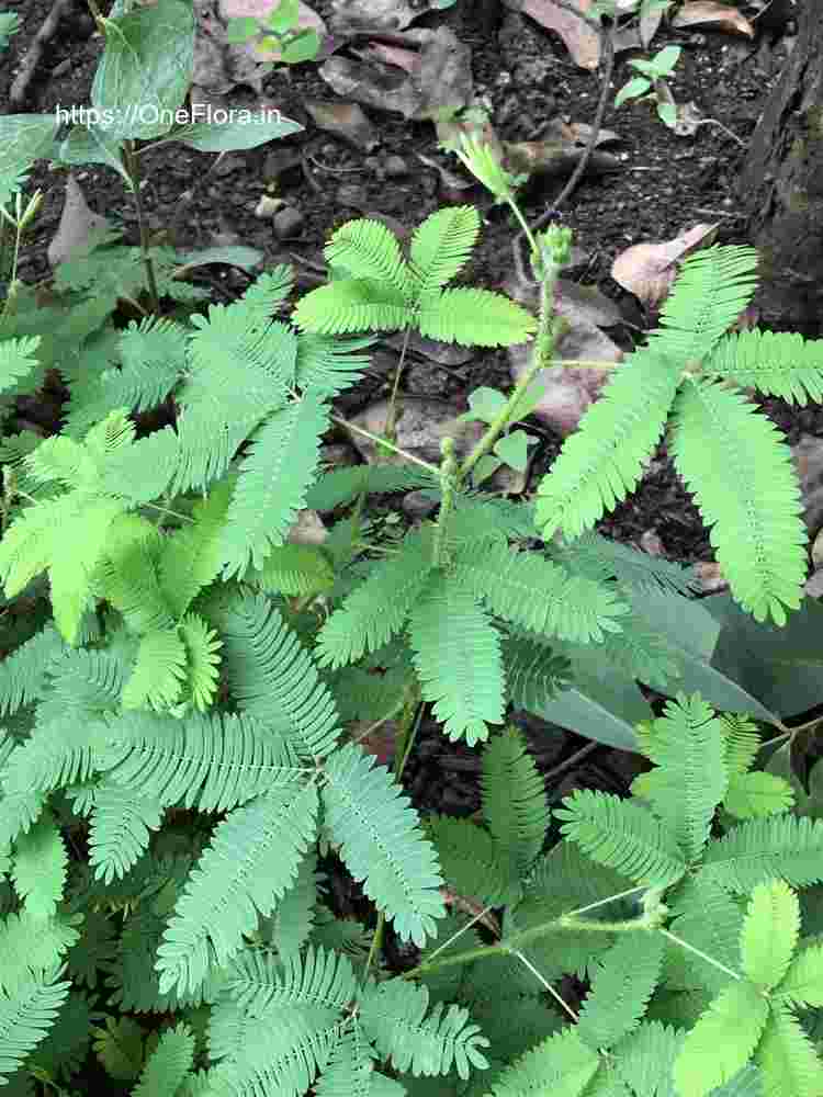 Mimosa pudica