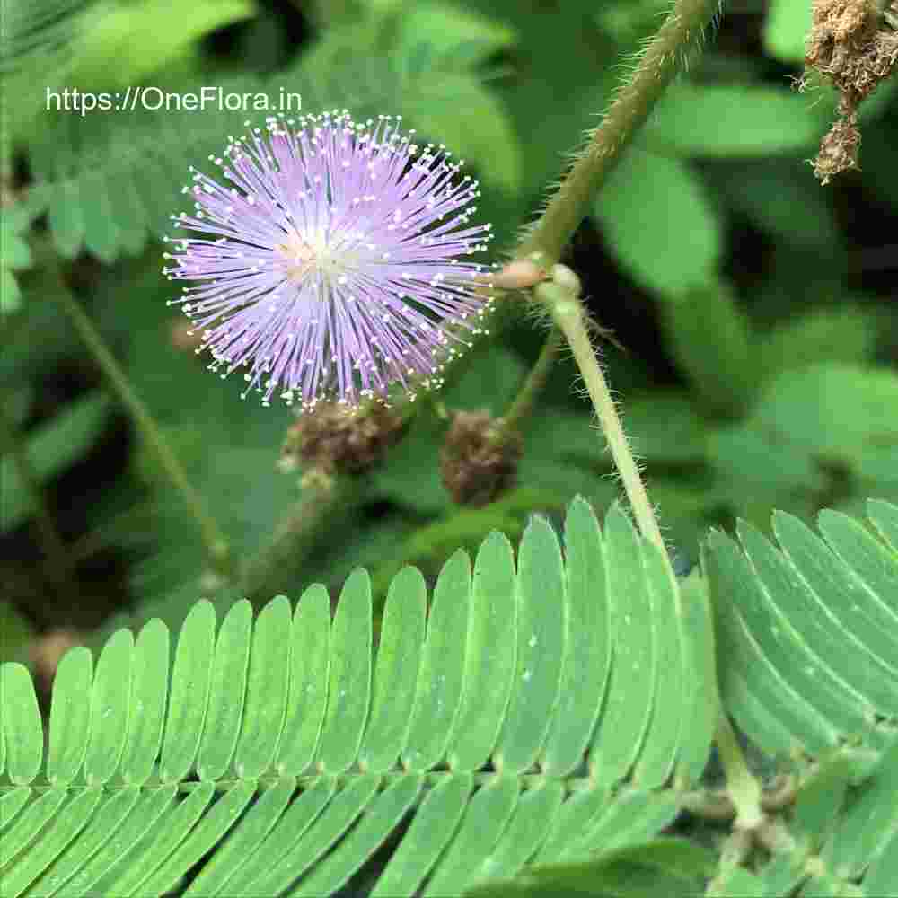 Mimosa pudica