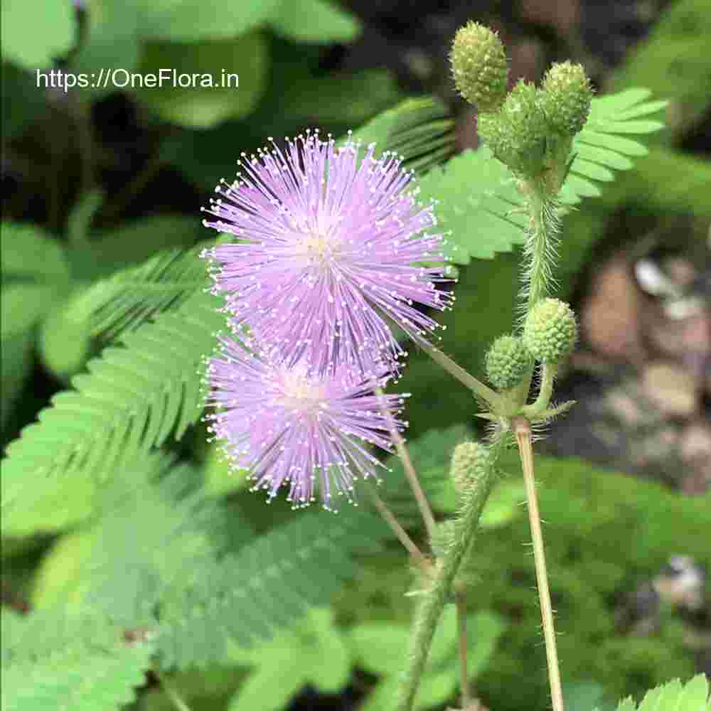 Mimosa pudica