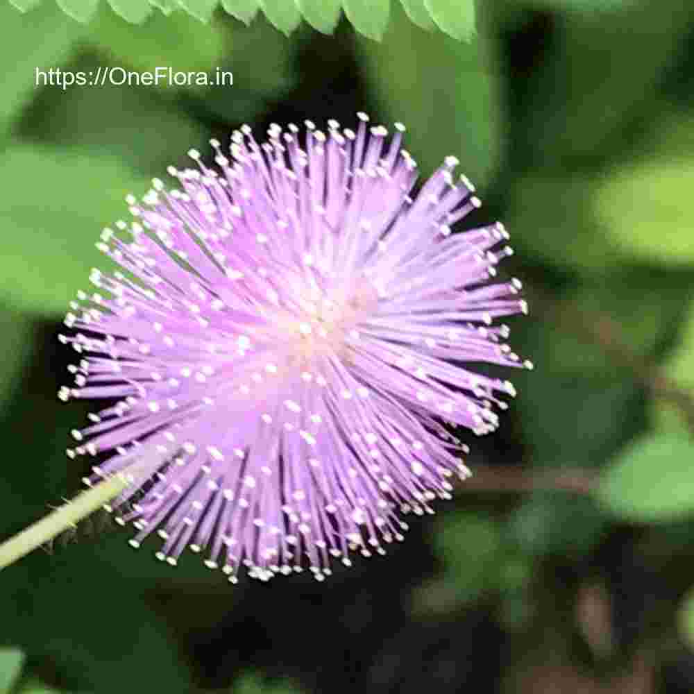 Mimosa pudica