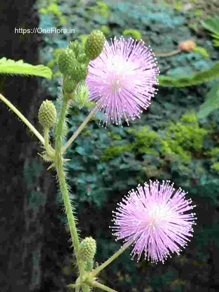 Mimosa pudica