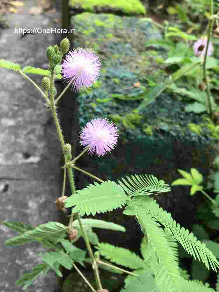 Mimosa pudica