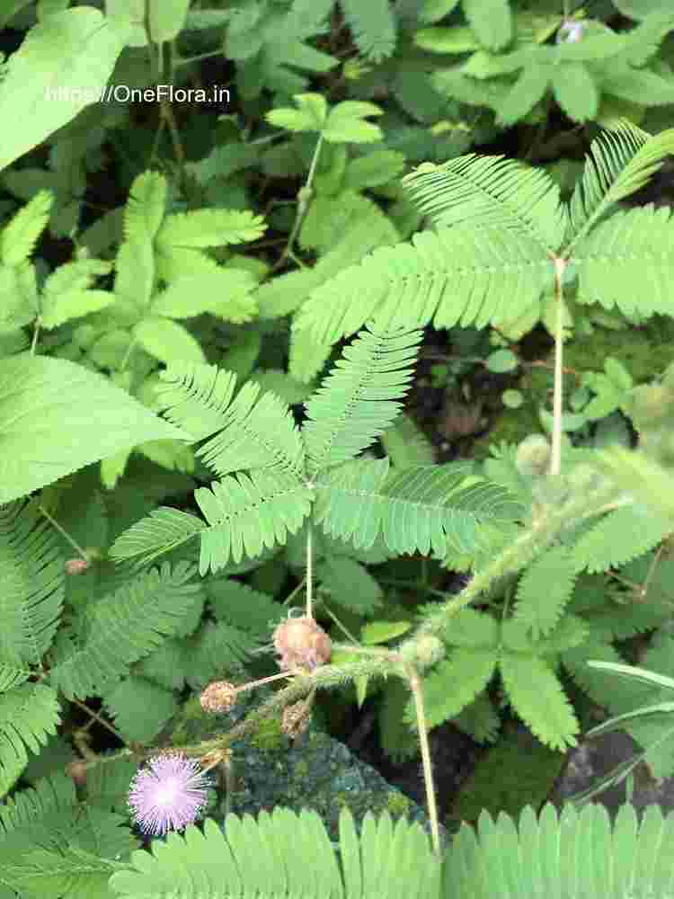 Mimosa pudica