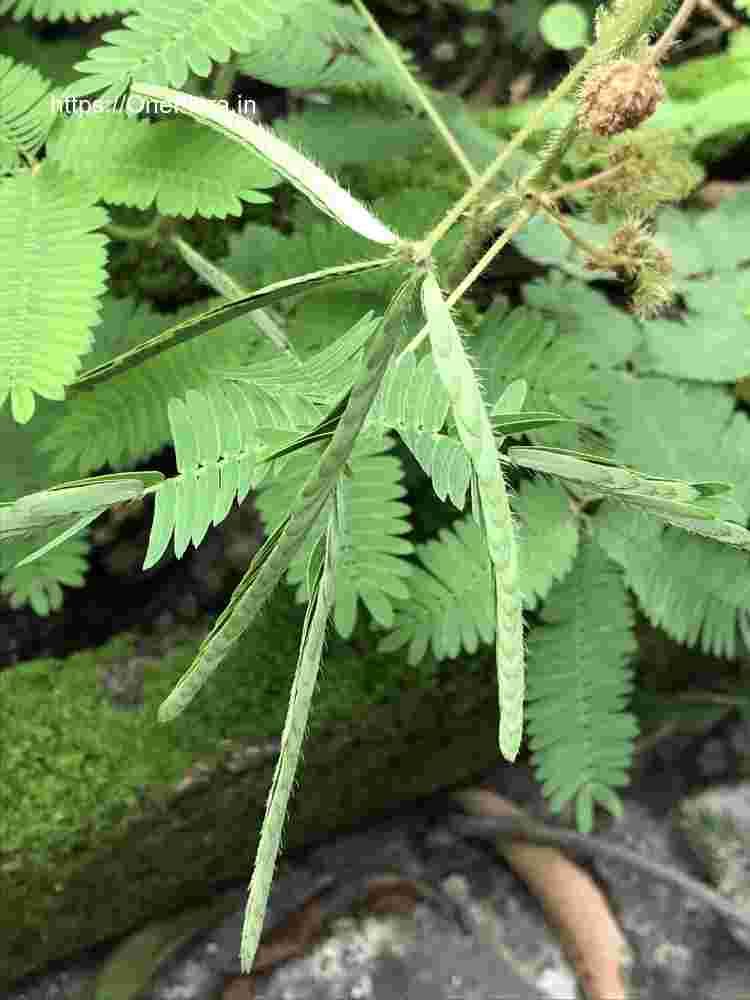 Mimosa pudica