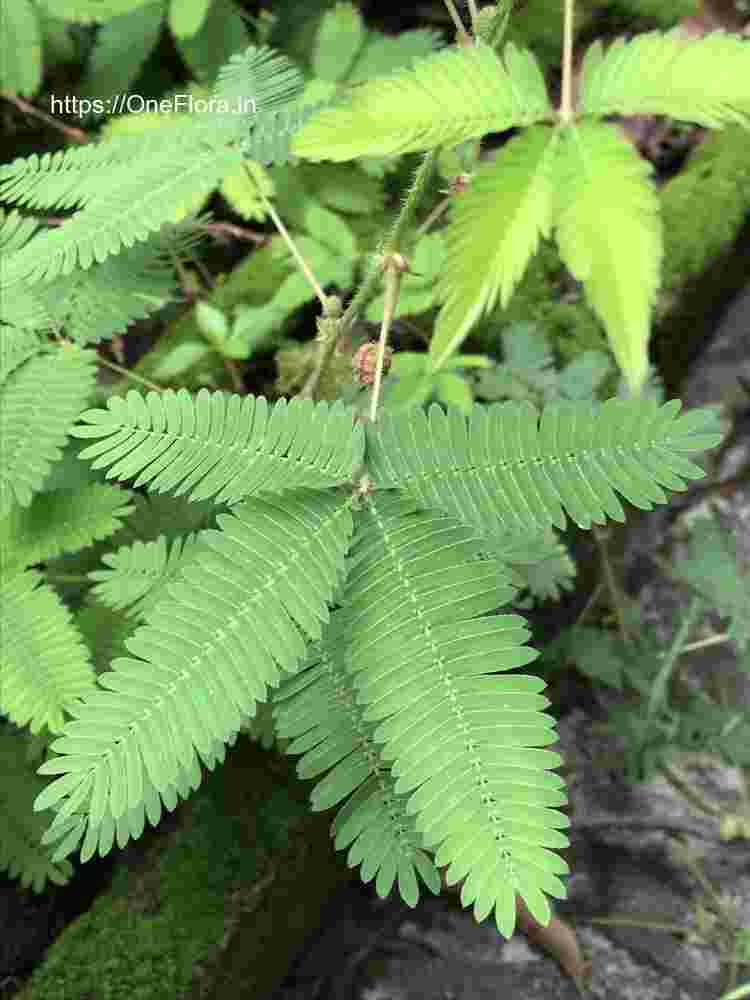 Mimosa pudica