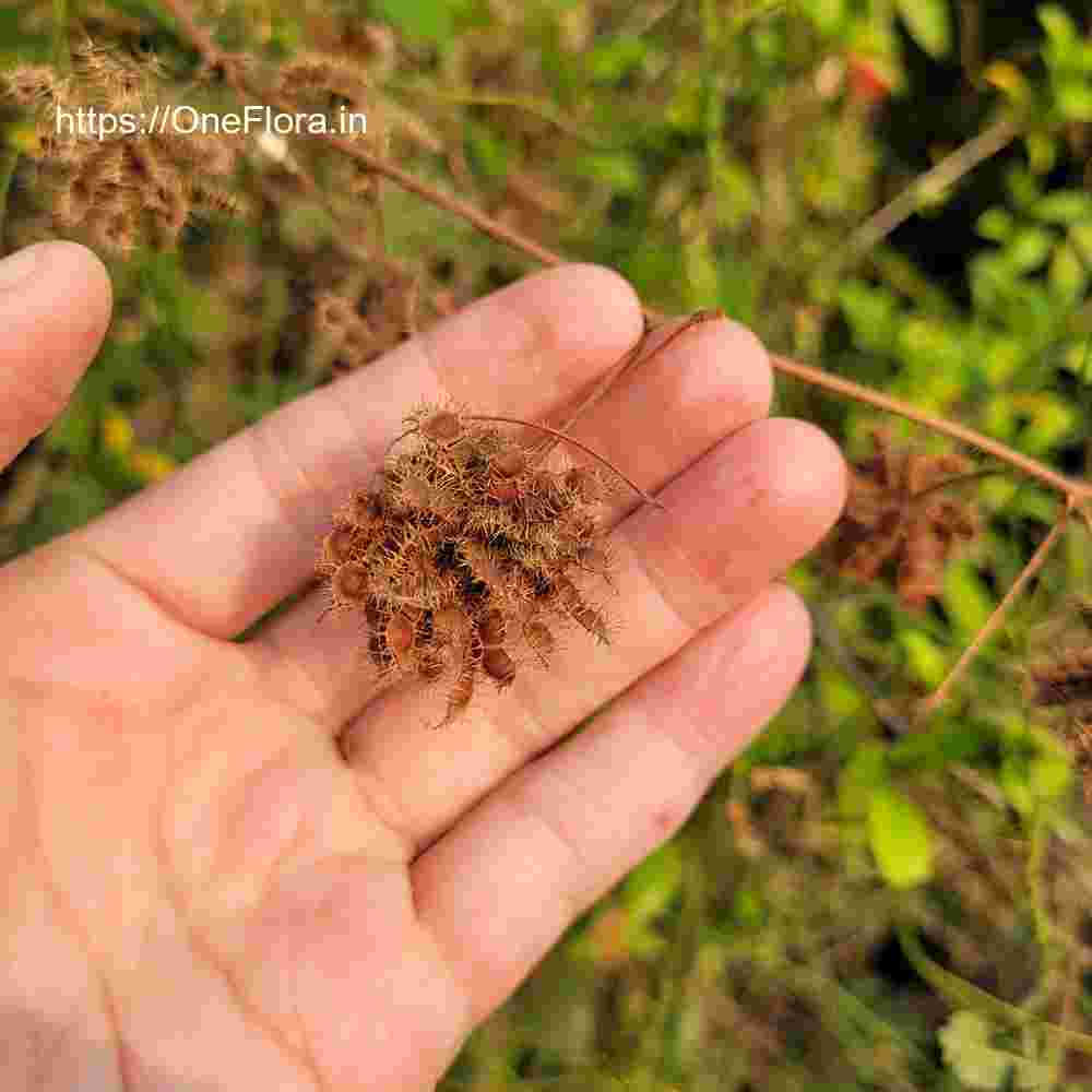 Mimosa pudica