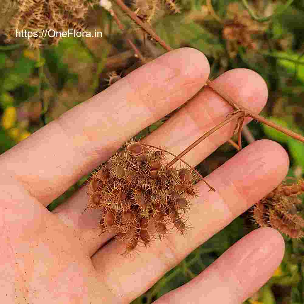 Mimosa pudica