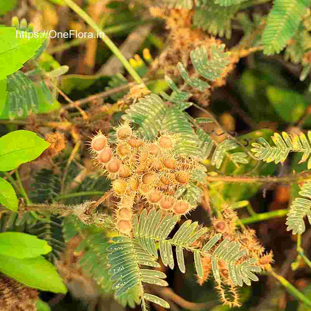 Mimosa pudica