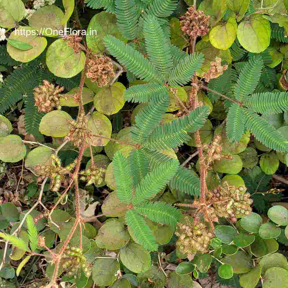 Mimosa pudica