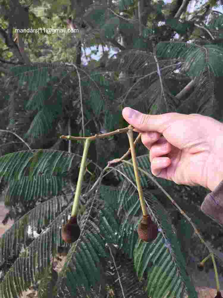 Parkia biglandulosa